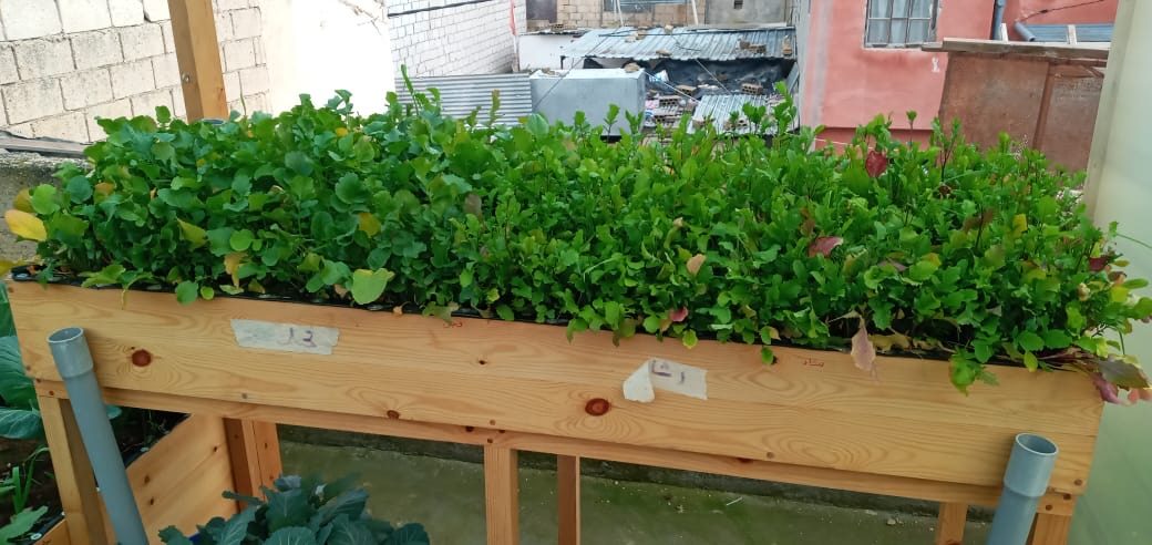 AMMAN 4 GREEN ROOFTOP A
