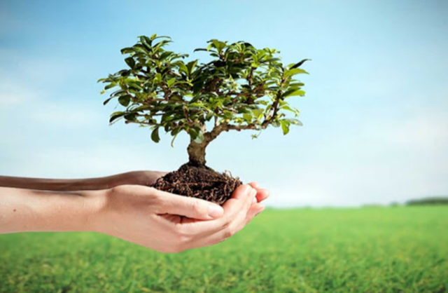 ISMAILIA 5 PLANTING TREES A